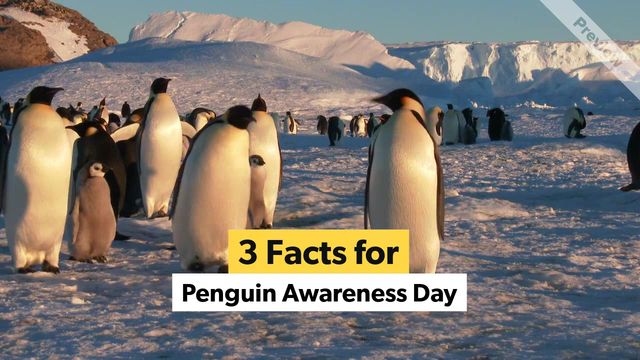 Penguin Awareness Day | Jan 20 Video Template