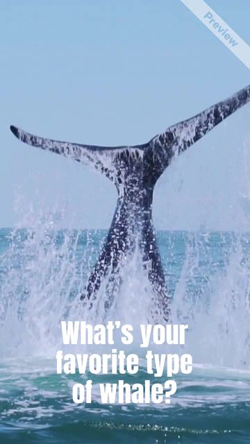 World Whale Day Video Template