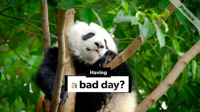 Panda Day Video Template