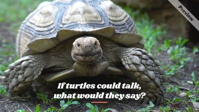 Turtle Day | May 23  Video Template