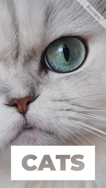 Global Cat Day Video Template