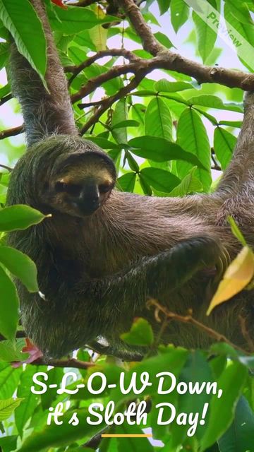 International Sloth Day Video Template