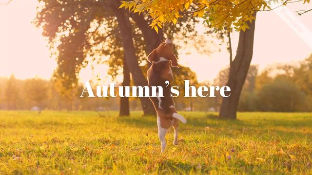 Happy Fall | Greeting #3 Video Template