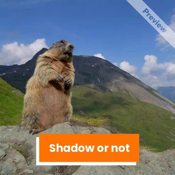 Groundhog Day Video Template