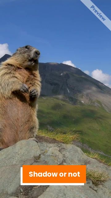 Groundhog Day Video Template