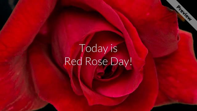 Red Rose Day | Jun 12 Video Template