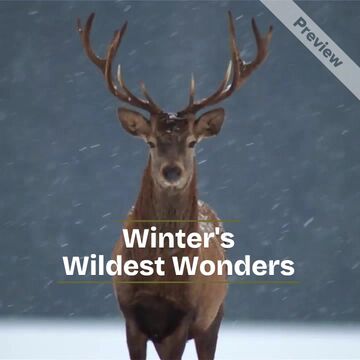 Winter's Wildest Wonders Video Template