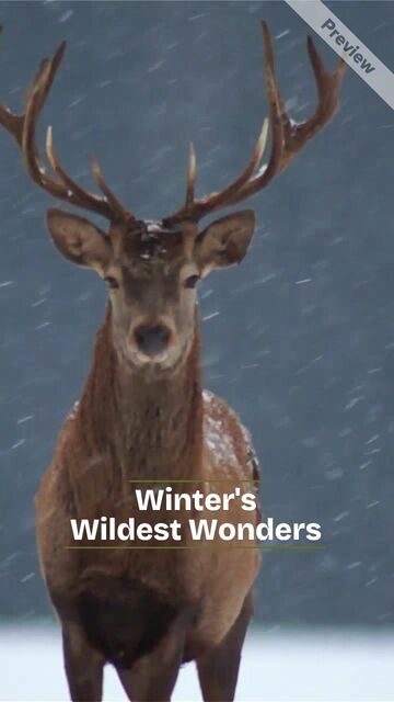 Winter's Wildest Wonders #2 Video Template