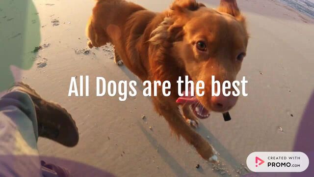 Ugliest Dog Day Video Template