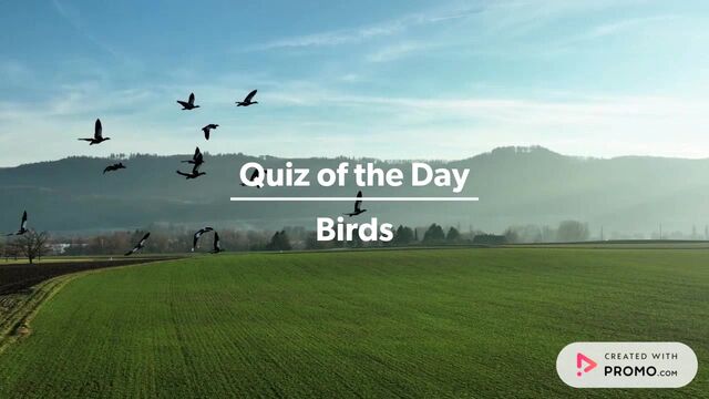 Quiz of the Day Video Template